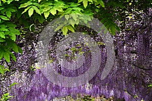 Beautiful purple wisteria in bloom. blooming wisteria tunnel in a garden near Piazzale Michelangelo in Florence