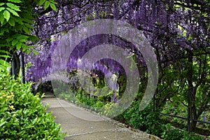 Beautiful purple wisteria in bloom. blooming wisteria tunnel in a garden near Piazzale Michelangelo in Florence