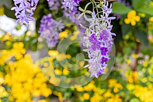 Beautiful purple wreath vine Petrea Volubilis. Linn. or queen`s wreath vine flower on Blurred background