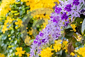 Beautiful purple wreath vine Petrea Volubilis. Linn. or queen`s wreath vine flower on Blurred background.