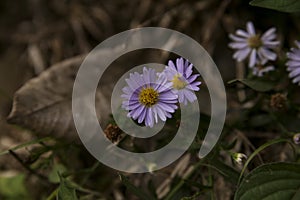 Beautiful purple and yellow argyranthemum frutescens marguerita daisy