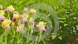 Beautiful purple and yellow iris flower. Flowers of yellow irises in nature. Slow motion.