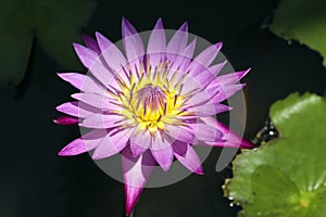 Beautiful Purple And Yellow Lotus Flower