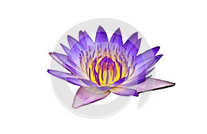 Beautiful Purple Yellow Lotus Flower Isolated on White Background with Clipping Path