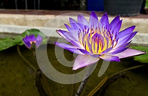 Beautiful Purple Yellow Lotus Flower in The Small Pond , Selective Focus used as Template