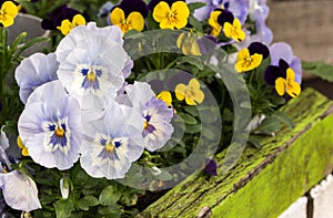 Beautiful purple and yellow pansies in a green wooden planter bo