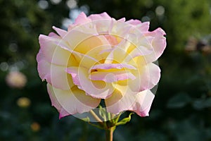 Beautiful purple yellow rose flower