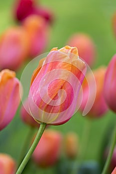 Beautiful purple,yellow tulips