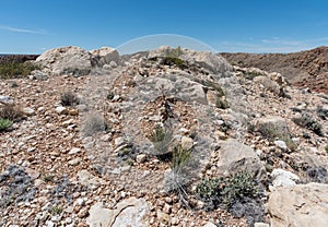 Beautiful purple yucca flower blooming near the ridge of the Meteor Crater in the high desert of northern Arizona