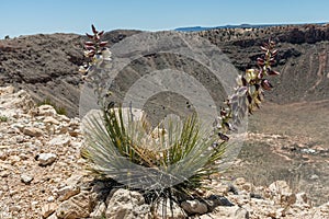 Beautiful purple yucca flowers blooming near the ridge of the Meteor Crater in the high desert of northern Arizona
