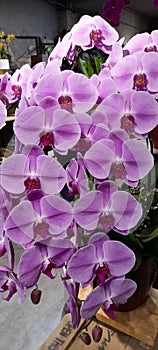 Beautiful Purples Phalaenopsis Orchids Flowers