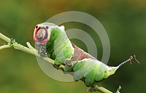 A stunning Puss Moth Caterpillar Cerura vinulais perching on a twig in woodland .