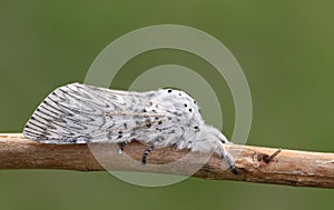 A beautiful Puss Moth, Cerura vinula, resting on a twig.