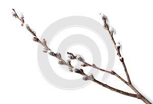 Beautiful pussy willow branch with flowering catkins isolated on white