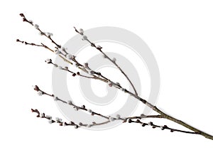 Beautiful pussy willow branch with flowering catkins isolated on white