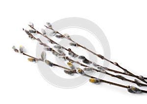 Beautiful pussy willow branches with flowering catkins isolated on white