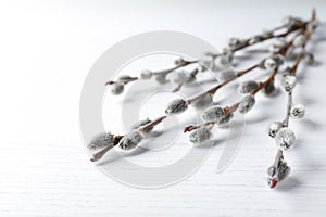 Beautiful pussy willow branches on white wooden background, closeup