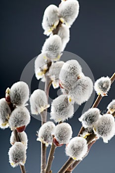 Beautiful willow flowers