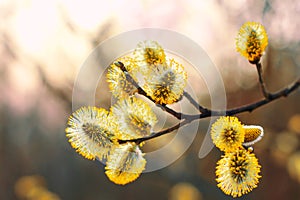 Beautiful pussy willow flowers branches. Easter palm sunday holiday. Amazing elegant artistic image nature in spring, willow
