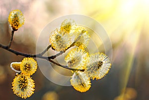 Beautiful pussy willow flowers branches. Easter palm sunday holiday. Amazing elegant artistic image nature in spring, willow
