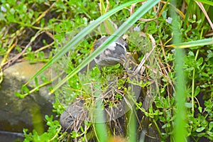 Beautiful Pycnonotus sinensis formosae Hartert in waterfowl habitat