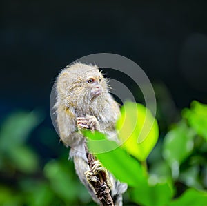 Beautiful Pygmy Marmoset or Dwarf Monkey