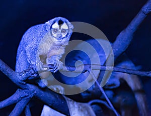 Beautiful Pygmy Marmoset or Dwarf Monkey