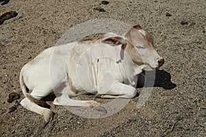 Beautiful Pygmy Zebu Cow Close Up Stock Photo