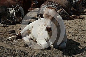 Beautiful Pygmy Zebu Cow Close Up Stock Photo