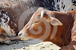 Beautiful Pygmy Zebu Cow Closeup on Sun Stock Photo