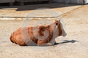 Beautiful Pygmy Zebu Cow Closeup on Sun Stock Photo