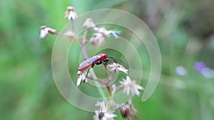 Beautiful pyrrhocoridae activity