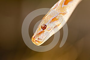 Beautiful Python molurus albina on tree branch