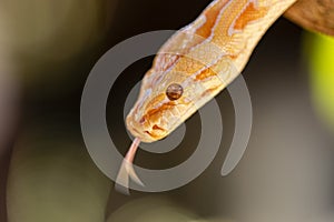 Beautiful Python molurus albina on tree branch photo