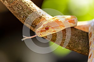 Beautiful Python molurus albina on tree branch photo