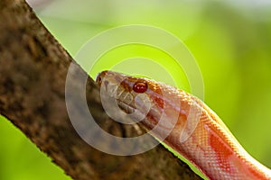 Beautiful Python molurus albina on tree branch photo