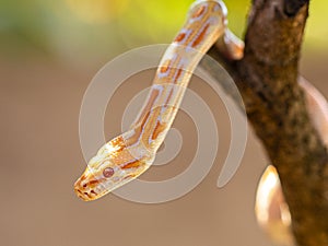 Beautiful Python molurus albina on tree branch