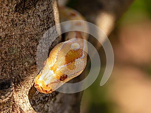 Beautiful Python molurus albina on tree branch photo