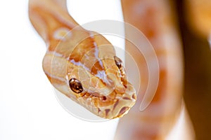 Beautiful Python molurus albina on tree branch photo