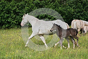 Beautiful Quarter Horse foal with mother mare on a sunny day in a meadow in Skaraborg Sweden