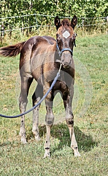 Beautiful Quarter Horse foal on a sunny day in a meadow in Skaraborg Sweden