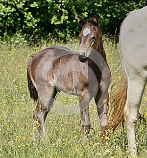 Beautiful Quarter Horse foal on a sunny day in a meadow in Skaraborg Sweden