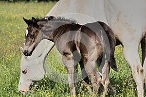 Beautiful Quarter Horse foal on a sunny day in a meadow in Skaraborg Sweden