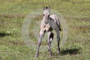 Beautiful Quarter Horse foal on a sunny day in a meadow in Skaraborg Sweden