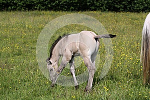 Beautiful Quarter Horse foal on a sunny day in a meadow in Skaraborg Sweden