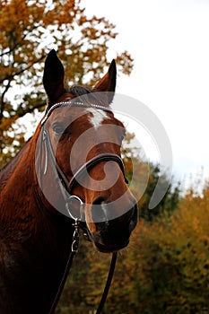 A beautiful quarter horse head portrait with a tranny in front of an autumn forest photo