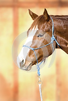 Beautiful Quarter Horse wearing a Rope Halter