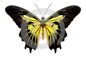 Beautiful Queen Alexandra's birdwing butterfly isolated on a white background with clipping path photo