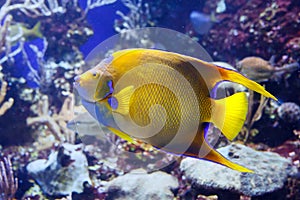 Beautiful Queen Angelfish Holacanthus ciliaris, shot close up