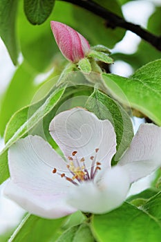 Beautiful quince buds and flowers in spring
